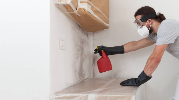 Professional Mold Cleanup technician working in Islandia, NY